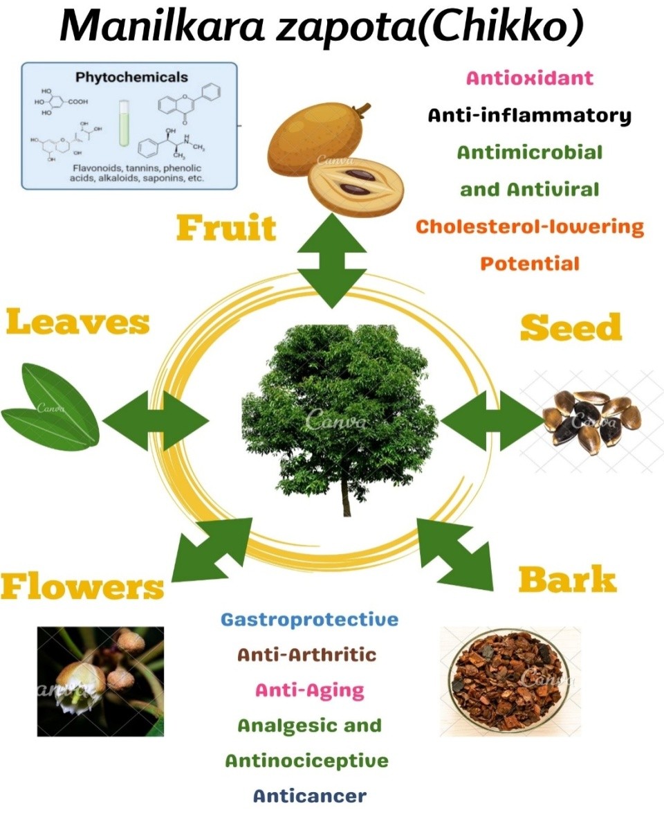 Cover image for Manilkara zapota (Sapodilla or Chikko): A Review of the Phytochemical Composition, Traditional Uses, and Therapeutic Potential
